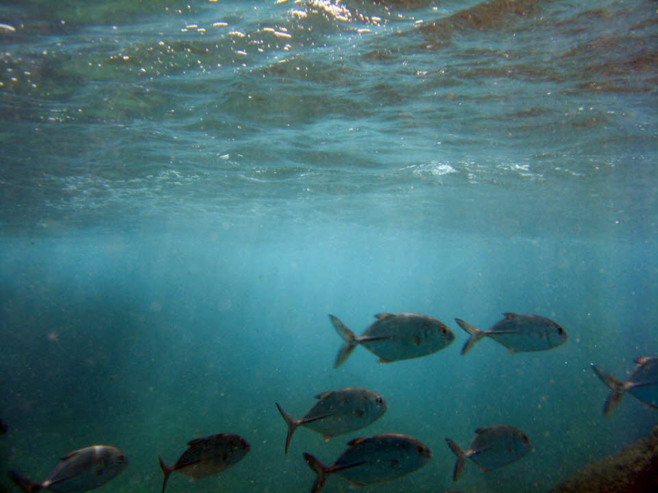 Korallenfische