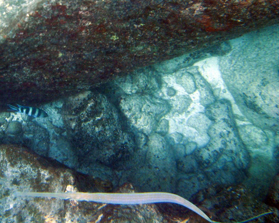 Korallenfische