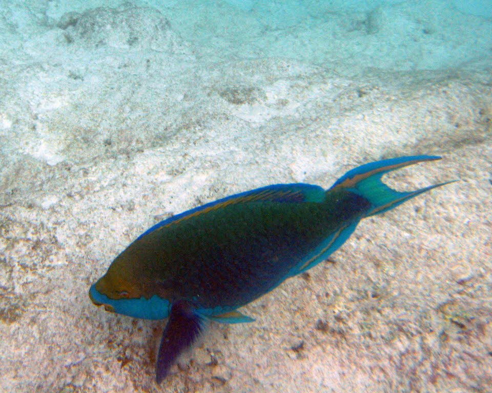 Korallenfische
