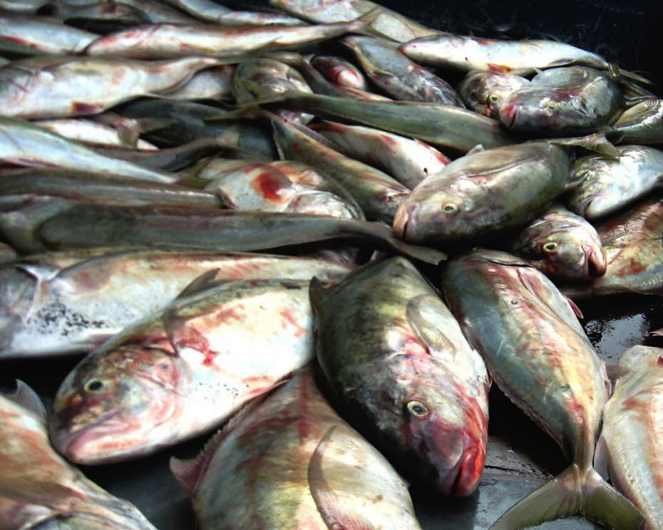 Fischangebot im Markt von Mahé