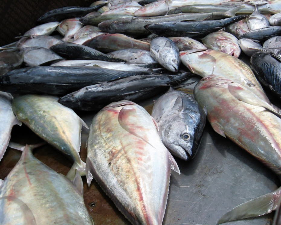 Fischmarkt in Mahé
