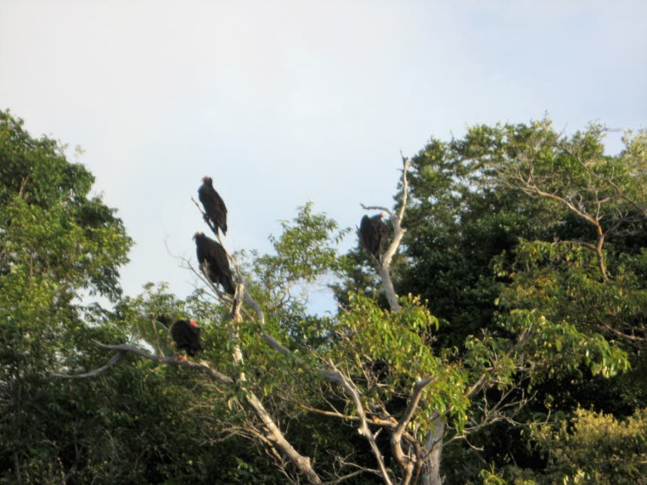 Trompetervögel sind Kranichvögel. Die in Gruppen lebenden Vögel sind groß wie Hühner und sie leben im tropische Regenwald des nördlichen und zentralen Südamerika.  Die indigenen Völker glauben, dass Trompetervögel zu ihren Ahnen zählen. Ohne die in den Bav