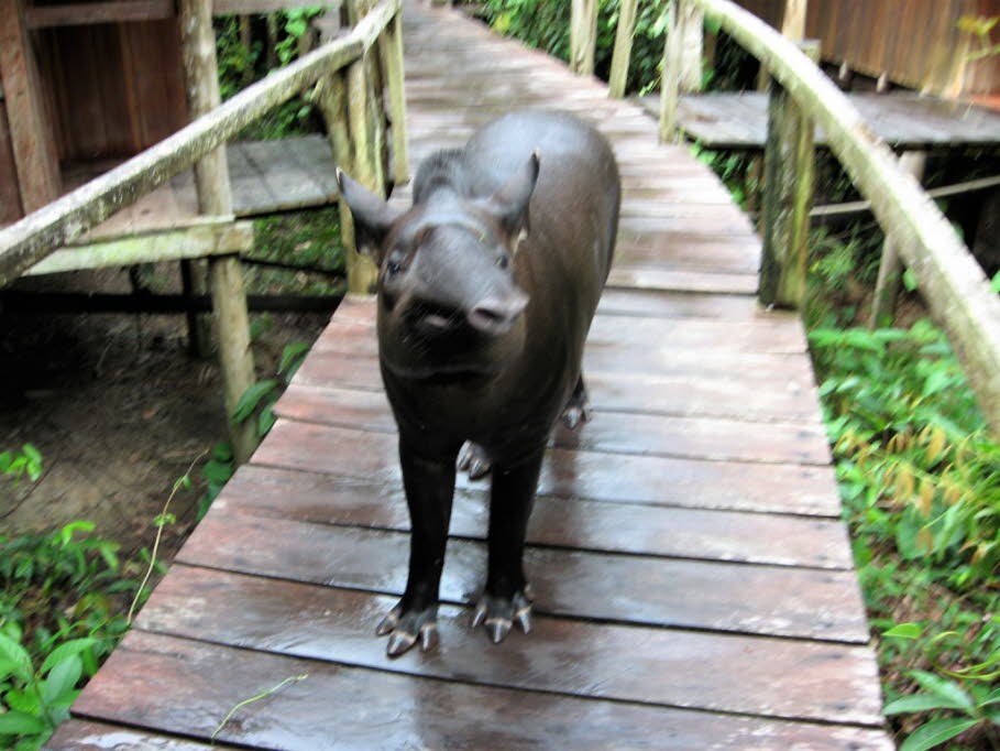 Tapir in der Juma Lodge: Die Tapire (Tapirus) sind die rezent einzige Gattung innerhalb der im Deutschen gleichnamigen Säugetierfamilie (Tapiridae) aus der Ordnung der Unpaarhufer (Perissodactyla). Sie war einst sehr vielfältig und umfasst heute noch fünf