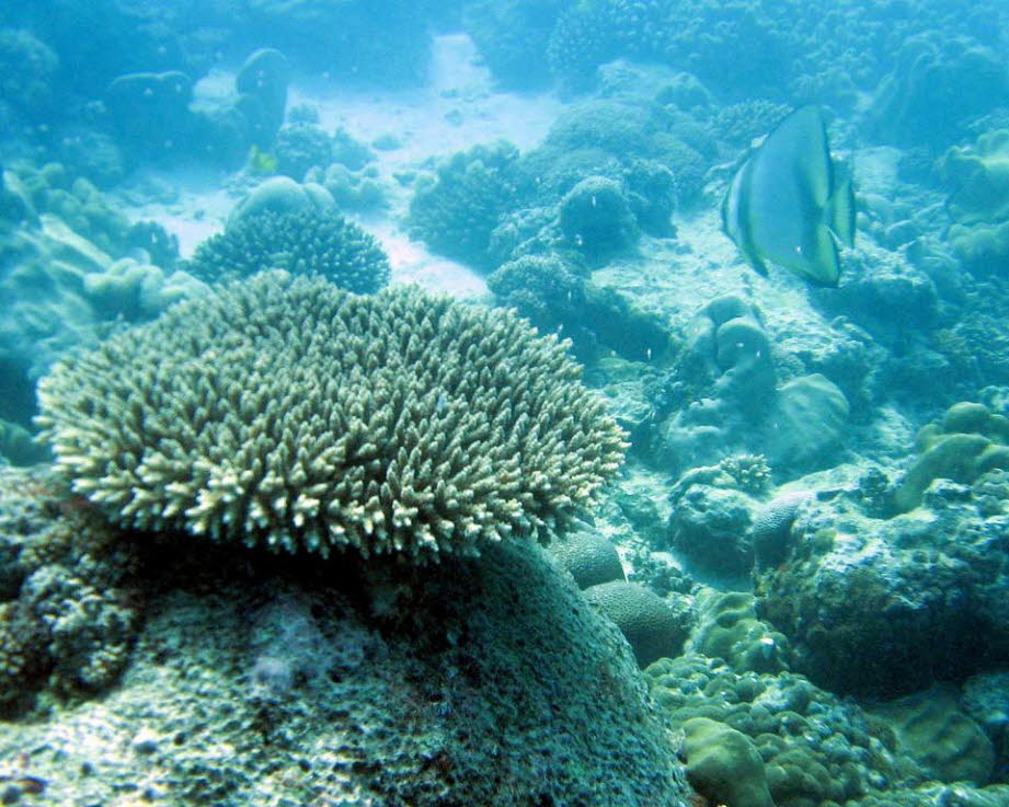 Tauchen auf den Seychellen