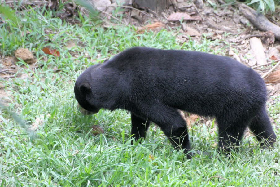 Der Sonnenbär (Helarctos malayanus) gehört zur Familie der Ursidae (Ursidae). Er ist der kleinste Bär, mit fast 70 Zentimetern Schulterhöhe und 25 bis 65 Kilogramm Gewicht.  Er ist stämmig gebaut, mit großen Pfoten, stark gebogenen Krallen, kleinen abgeru