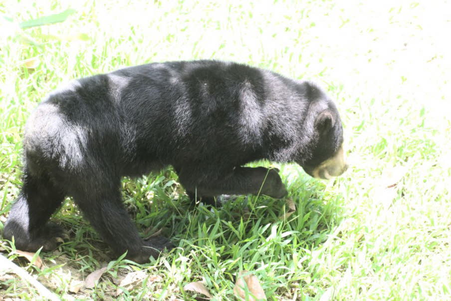 Diese Bären leben hauptsächlich in zwei Hauptarten von Wäldern in ihrem gesamten Verbreitungsgebiet: Laub- und saisonal immergrüne Wälder und nicht-saisonale immergrüne Wälder in Indonesien und Malaysia. 