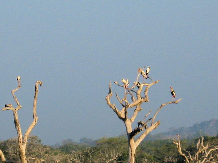 Sunda-Marabus im Yala-Nationalpark