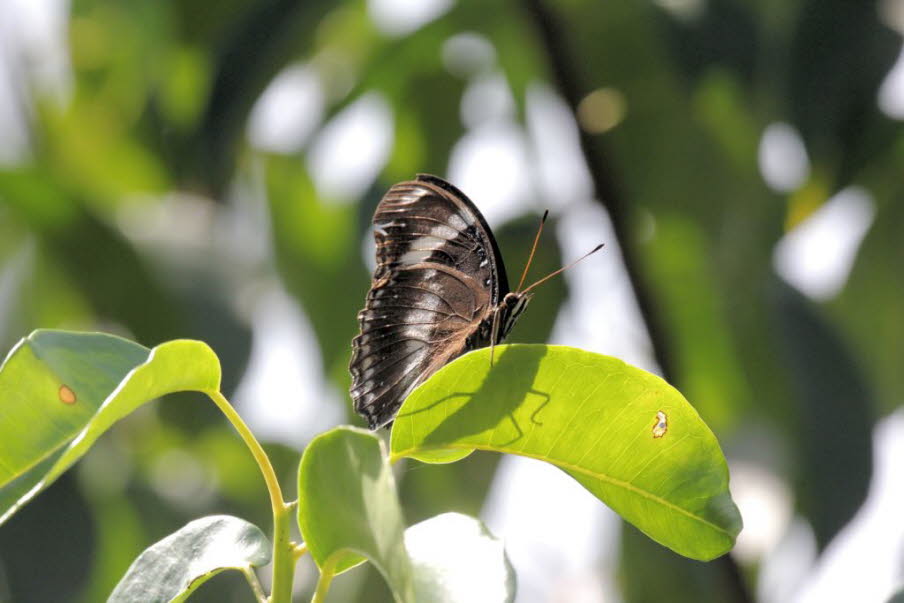 Schmetterling