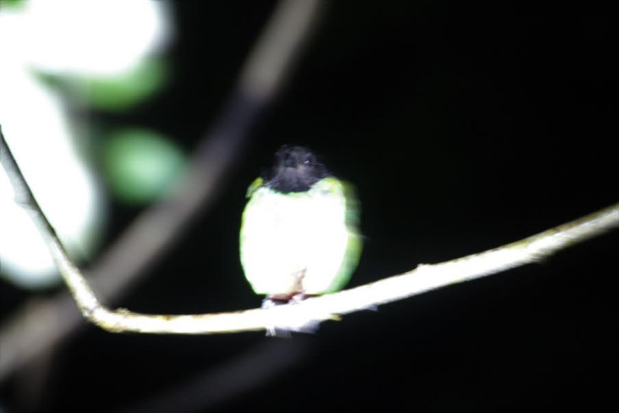 Schlafende Vögel im Dschungel