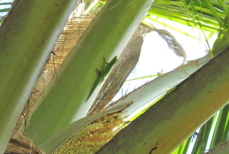 Grüner Gecko auf La Digue