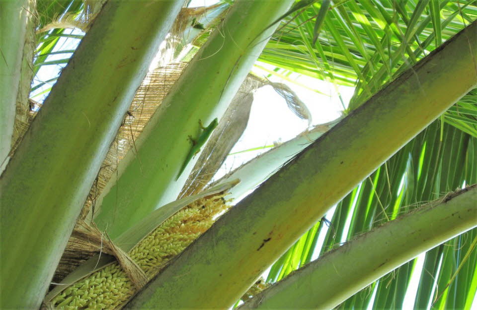 Grüner Gecko auf La Digue