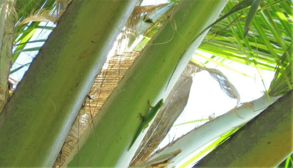 Grüner Gecko auf La Digue
