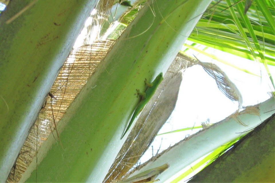 Grüner Gecko auf La Digue