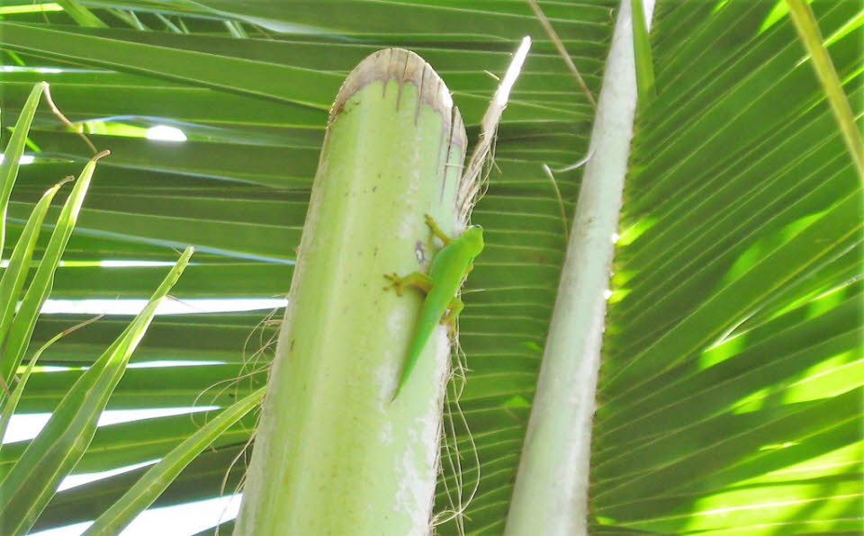Grüner Gecko auf La Digue