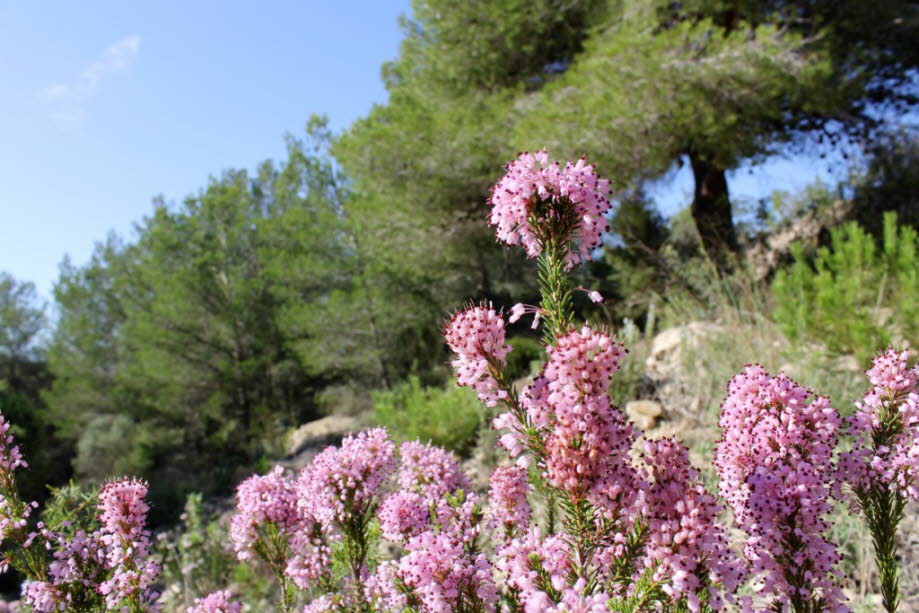 Blumen im Herbst