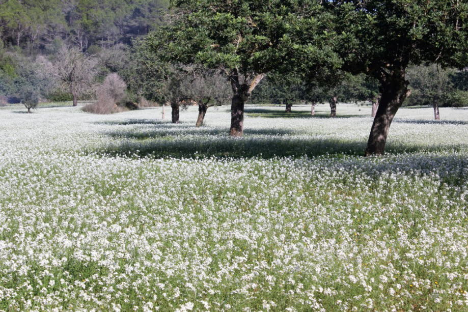 Blumenwiese