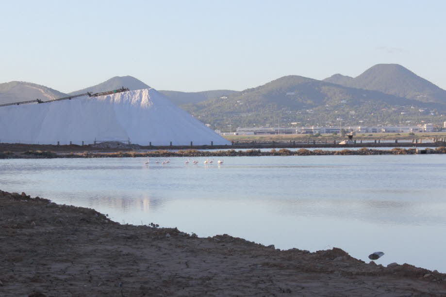 Flamingos bei Ses Salines: Der Strand Las Salinas sowohl bei Urlaubern als auch Inselbewohnern sehr beliebt und nach den Salzfeldern benannt, die man auf dem Weg dorthin durchquert, ein Naturschutzgebiet und eine der interessantesten Landschaften der Inse