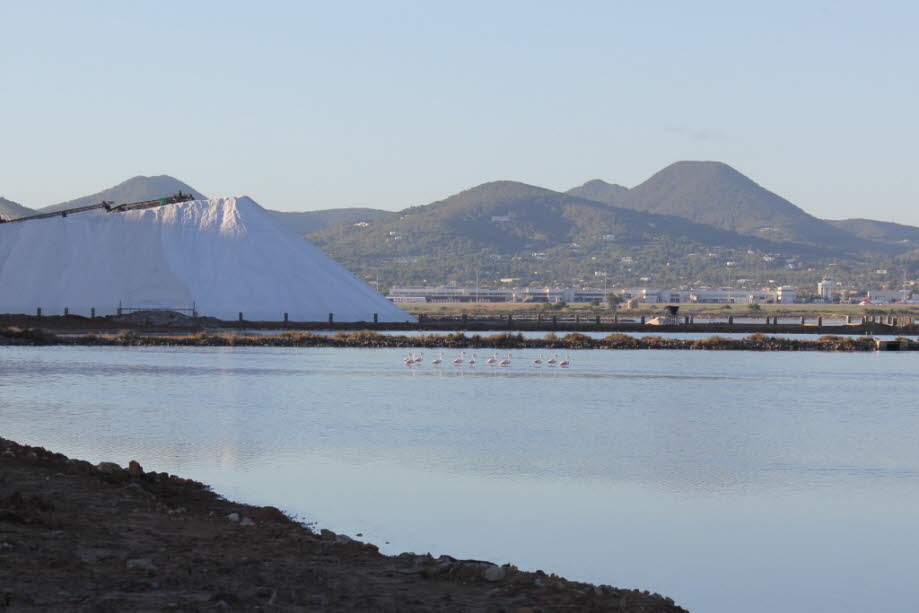 Flamingos bei Ses Salines