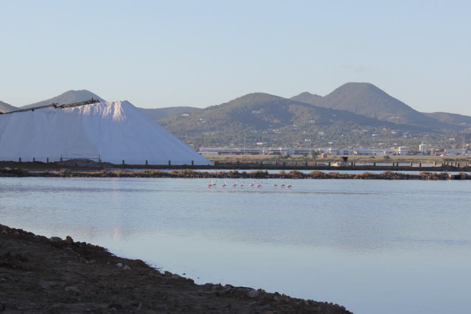 Flamingos bei Ses Salines