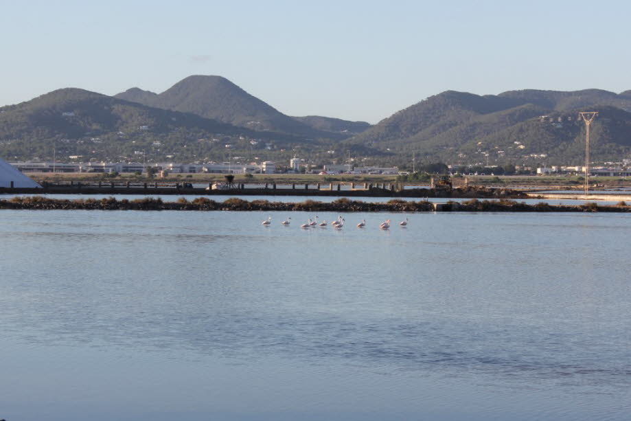 Flamingos bei Ses Salines