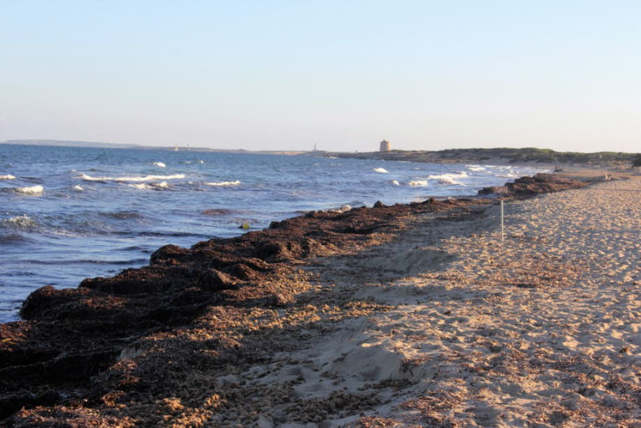 Strand bei Ses Salines