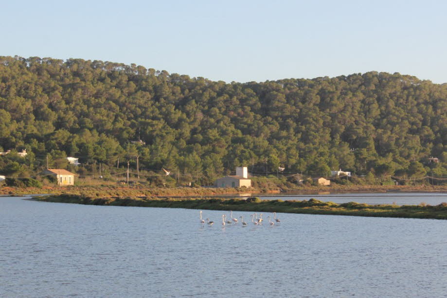 Flamingos bei Ses Salines