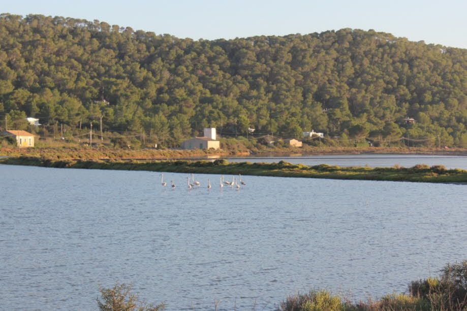 Flamingos bei Ses Salines