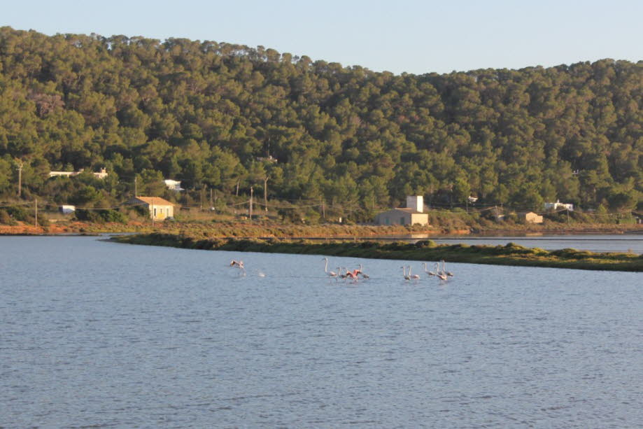 Flamingos bei Ses Salines