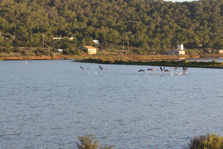 Rosaflamingos auf Ibiza