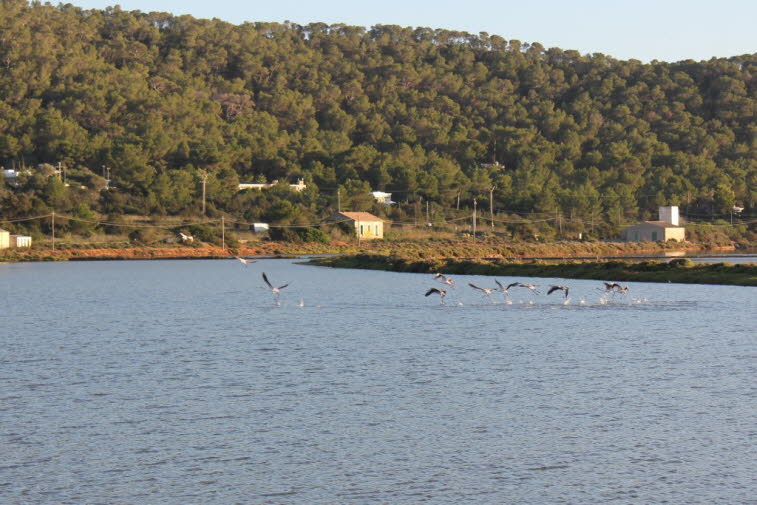 Rosaflamingos auf Ibiza