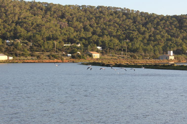 Rosaflamingos auf Ibiza