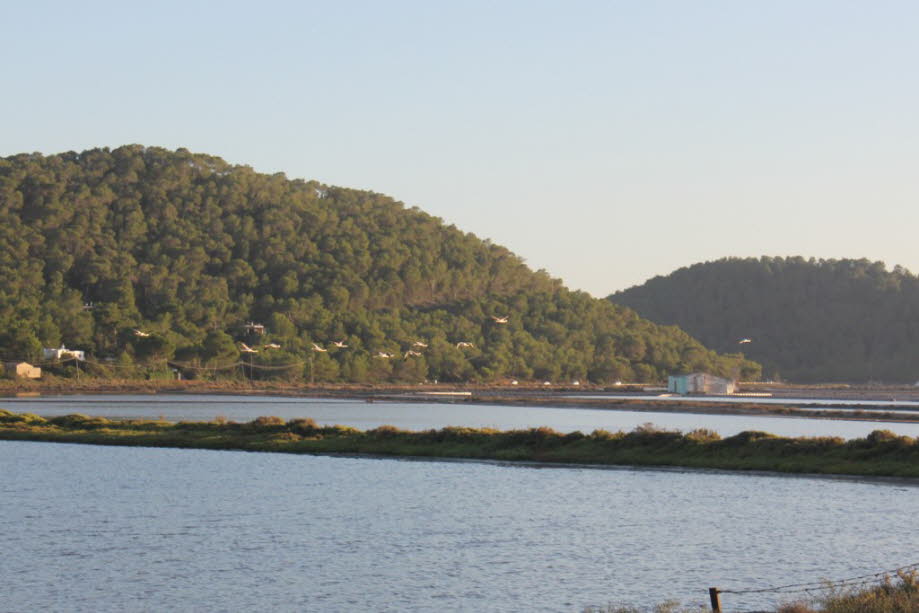 Flamingos bei Ses Salines