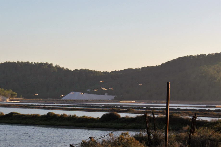 Flamingos bei Ses Salines