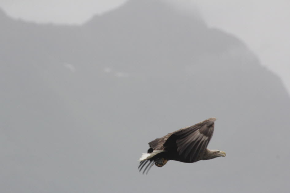 Der Seeadler ist Norwegens größter Greifvogel. Mit einem markanten weißen Schwanz und einer Flügelspannweite von bis zu 2,4 Metern scheinen diese majestätischen Vögel unantastbar zu sein, wenn sie hoch in den Himmel gleiten oder auf steilen Bergwänden sit
