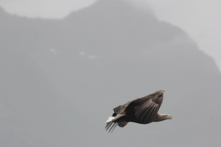 Der Seeadler ist Norwegens gr��ter Greifvogel. Mit einem markanten wei�en Schwanz und einer Fl�gelspannweite von bis zu 2,4 Metern scheinen diese majest�tischen V�gel unantastbar zu sein, wenn sie hoch in den Himmel gleiten oder auf steilen Bergw�nden sit