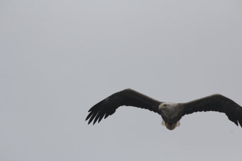 SEEADLER MIT BLO�EN H�NDEN JAGEN Die Adlerjagd fand an kalten, dunklen Tagen im Sp�therbst statt. Zuerst gingen die J�ger in die Berge und versteckten sich in engen Steinh�tten, die Adlerh�user genannt wurden. Dort legten sie K�der mit Schafsd�rmen aus, d