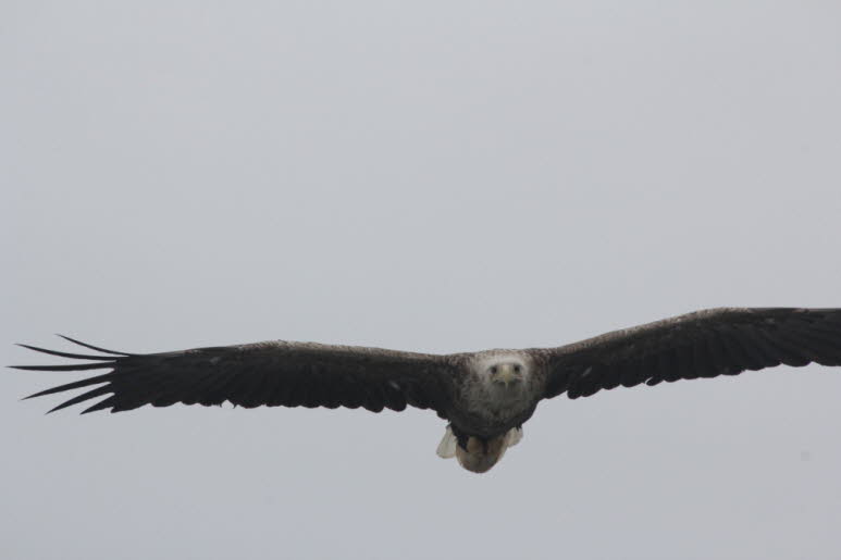 SEEADLER VOM AUSSTERBEN BEDROHT Die Adlerj�ger schnitten dem Adler die Krallen ab und brachten sie zum �rtlichen Gerichtsvollzieher. Sie erhielten ein paar Kronen (NOK) pro Adler, was damals eine ziemlich betr�chtliche Summe war. Da der Gerichtsvollzieher