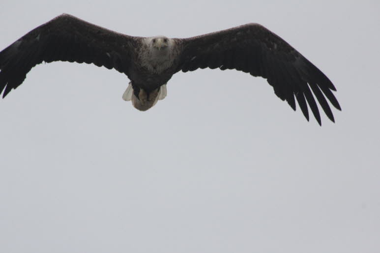 SEEADLER-FAKTEN: Seeadler sind monogam und paaren sich ein Leben lang. Die Nester der Adler sind normalerweise riesig, aus St�cken und �sten gebaut und unterschiedlich mit Moos, Gr�n, Seetang oder Wolle ausgekleidet. Das Weibchen legt im M�rz oder April 1