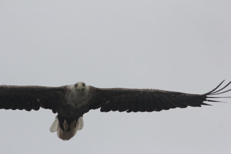 1968 DURCH DAS GESETZ GERETTET 1968 wurde ein Gesetz zum Schutz dieser majest�tischen V�gel erlassen. Leider waren die Seeadler zu diesem Zeitpunkt entlang der K�ste von Hordaland bis zur schwedischen Grenze ausgestorben, und ihre Anzahl in den s�dlichen 