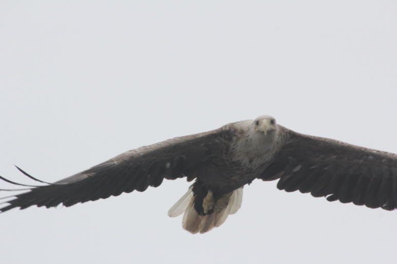 SEEADLER-SAFARI AUF DEN LOFOTEN Viele Touristen glauben, dass die Begegnung mit dem Adler der absolute H�hepunkt ihres Norwegen-Urlaubs ist. Daher sind Seeadler-Safaris an mehreren Orten entlang der K�ste zu einer beliebten Touristenattraktion geworden. A