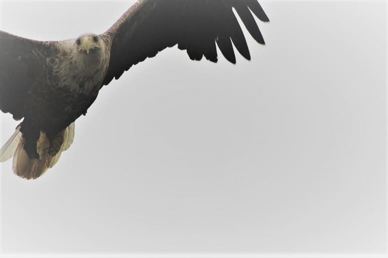 SICHER UND GESUND? Es mag so klingen, als k�nnte die Adlerpopulation wieder zu neuen H�hen aufsteigen, jetzt, wo sie vor der Jagd gesch�tzt und von der Tourismusindustrie gesch�tzt wird. Aber leider endet die Geschichte hier nicht. Norwegens umfangreiche 
