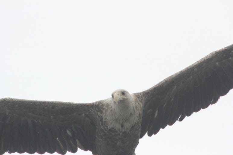 Die Seeadler habe 2022 auf den Lofoten in Norwegen  fotografiert.