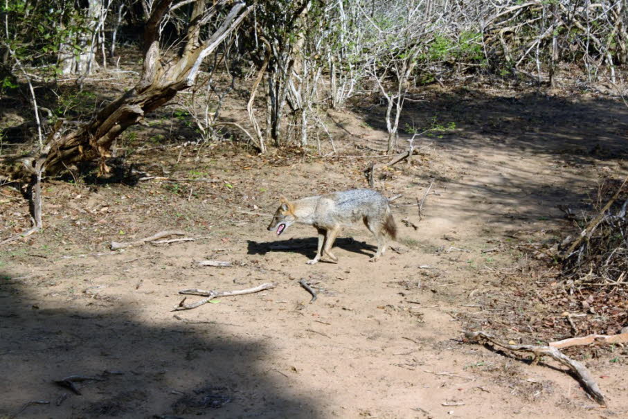 Fuchs im Yala-Nationalpark