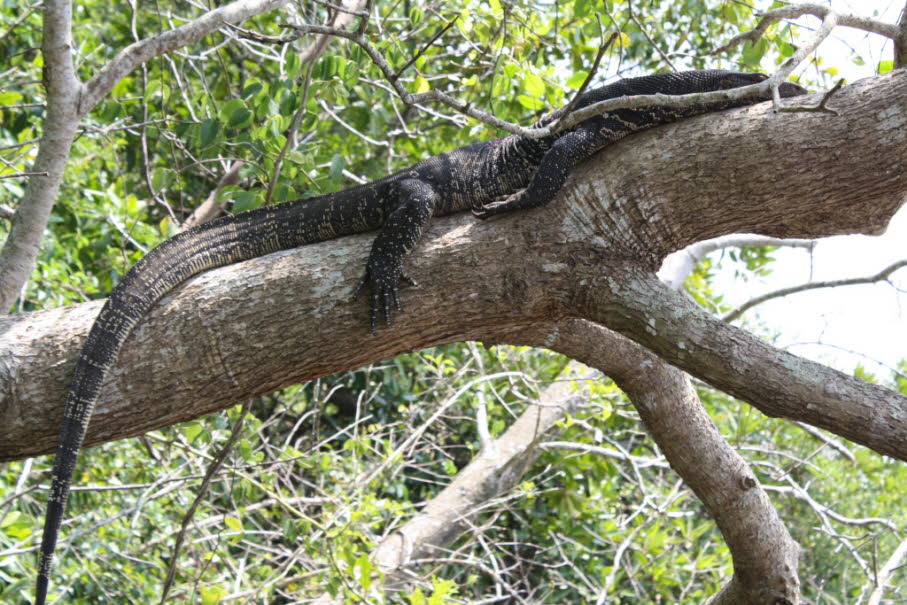 Leguan im Yala-Nationalpark