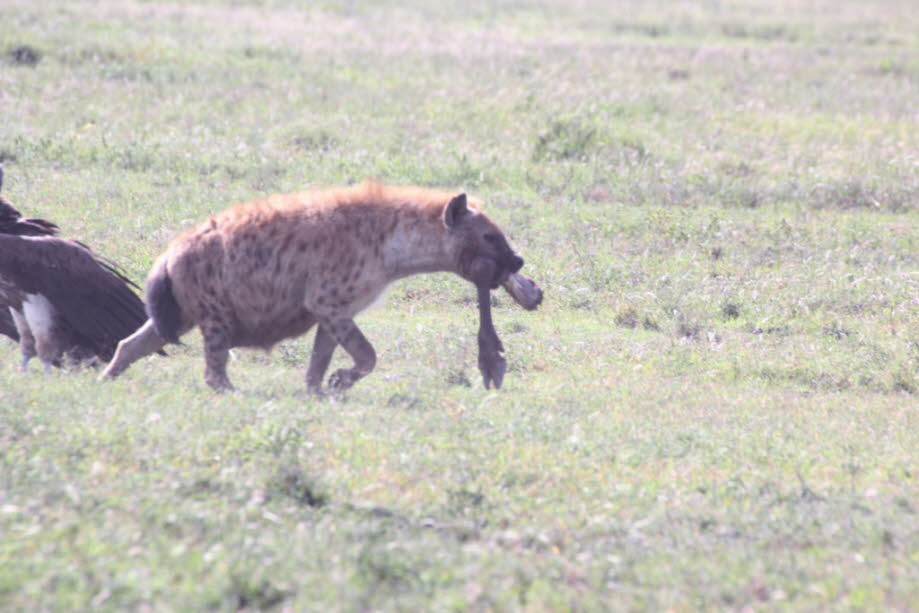 Hyäne mit Beute: Hyänen sehen den Hunden sehr ähnlich, besonders dem afrikanischen Wildhund. Sie sind jedoch nicht mit diesem verwandt, sondern stammen tatsächlich von den Schleichkatzen ab. Auf dem Foto ist ihr "buckeliger" Gang gut zu sehen, an dem die 