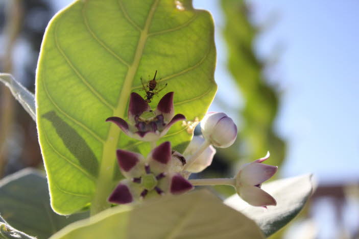 Der Apfel von Sodom oder Riesenbaumwolle (Calotropis procera) ist ein Baum der Familie der asclepiadaceae, die in Nordafrika beheimatet ist. Er wurde in Amerika eingeführt. Blüten von 2-3 cm Durchmesser, mit weißlicher Peediz, ca. 2 cm lang. Cáliz teilte 
