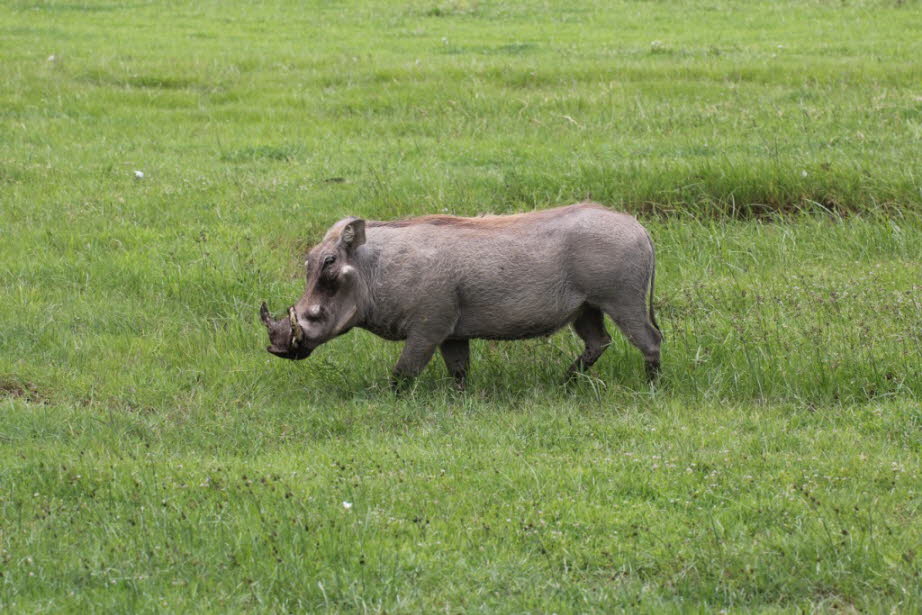 Warzenschwein: Das Warzenschwein ist eine in weiten Teilen Afrikas beheimatete Säugetierart aus der Familie der Echten Schweine. Zusammen mit dem Wüstenwarzenschwein bildet es die Gattung der Warzenschweine.