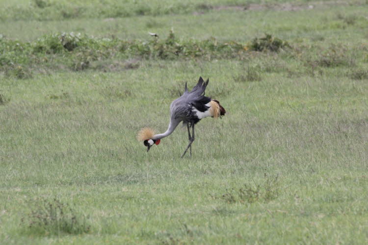 Kronenkranich: Der Kronenkranich (Balearica regulorum)  kommt im östlichen und südlichen Afrika vor und ist der Nationalvogel Ugandas. Der Kronenkranich ist etwa 1 m hoch, wiegt 3,5 kg und hat eine Spannweite von 2 m. Sein Körpergefieder ist hauptsächlich