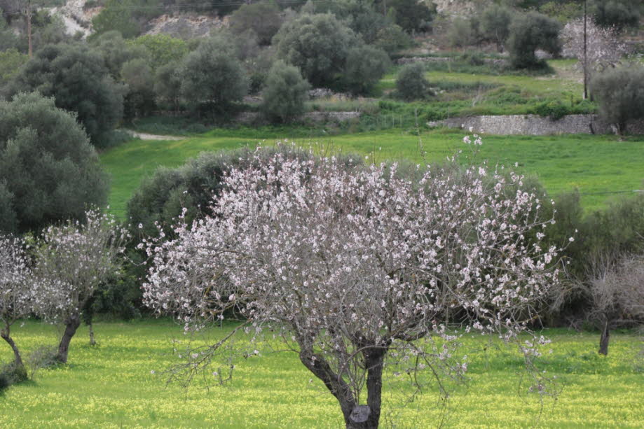 Mandelblüte auf Mallorca