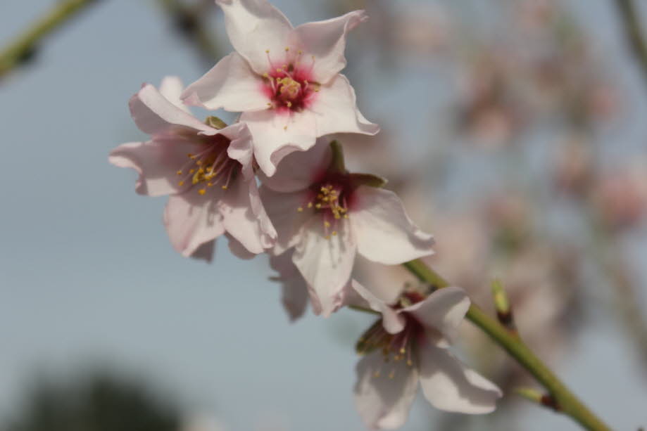 Mandelblüte auf Mallorca